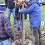 21.11. 2013 - Projekt Stromy - 5. ročník - zakopání pokladu, sázení buku (12)