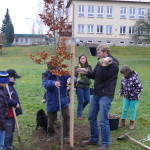 21.11. 2013 - Projekt Stromy - 5. ročník - zakopání pokladu, sázení buku (14)