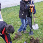 21.11. 2013 - Projekt Stromy - 5. ročník - zakopání pokladu, sázení buku (36)